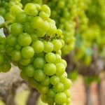 Вино Марсала это продукт Сицилии.