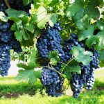 Виноград Пино Нуар