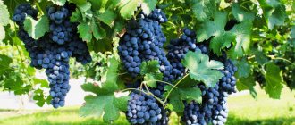 Виноград Пино Нуар