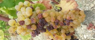 Виноград, пораженный ботритисом