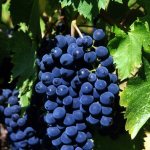 виноград санджовезе