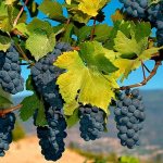 Виноград в Чили