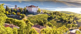 Виноградник Прованса фото