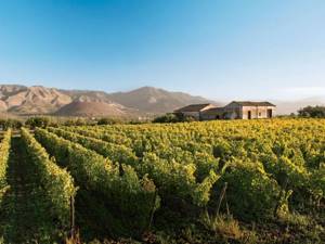 Виноградники на Сицилии занимают площадь в 127 000 гектаров.