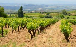 Виноградные лозы в Испании