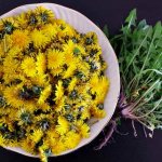 Заготовка сырья из одуванчиков