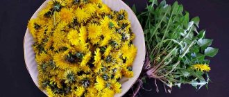 Заготовка сырья из одуванчиков