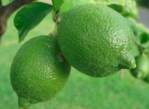 Зеленые лимоны для настоящего лимончелло