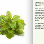 Зеленые листочки