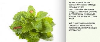 Зеленые листочки