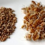 Зерновая брага из пшеницы: секрет приготовления хлебного самогона