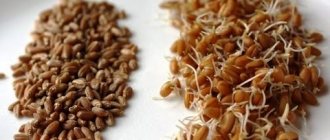 Зерновая брага из пшеницы: секрет приготовления хлебного самогона