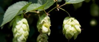 Женские шишки хмеля фото