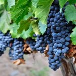 Знаменитый винный сорт винограда Мальбек